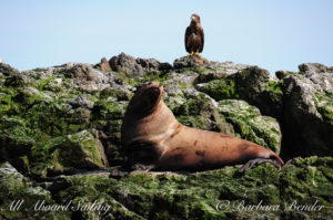 Stellar Sea Lion and Eagle, Whale Rocks