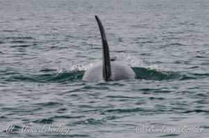 Transient Orcas T137s in San Juan Channel