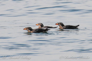 Rhinoceros Auklet in San Juan Channel