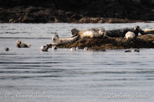 Harbor Seals