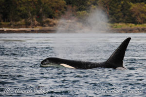 Transient Orcas T137s in San Juan Channel