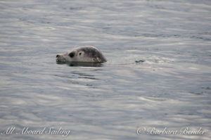 Harbor Seal