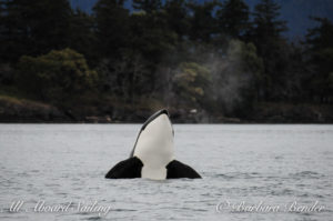 Transient Orca Syphop