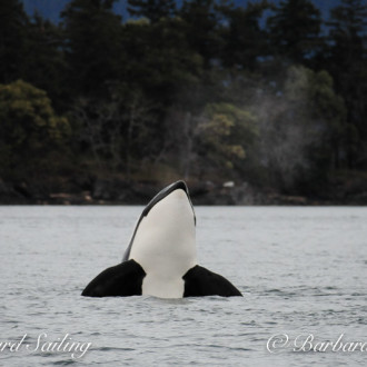 Transient Killer whale family T137s visit Friday Harbor for Easter