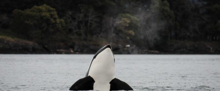 Transient Killer whale family T137s visit Friday Harbor for Easter