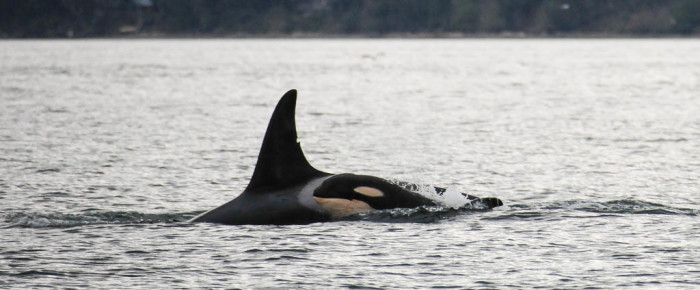 J Pod in Haro Strait