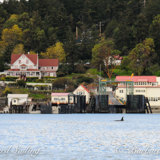 Easter Sunday sailing with J17 and J22 families of Orca Whales, Orcas Island.