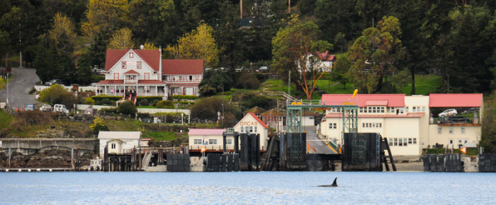 Easter Sunday sailing with J17 and J22 families of Orca Whales, Orcas Island.