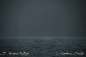 Sailing next to Orca Whales travel through heavy rain