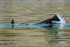 Southern Resident Killer whale J28 Polaris - tail slap