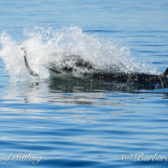 In like a Lion; out like a Lamb. March ends with whales of J pod in Haro Starit