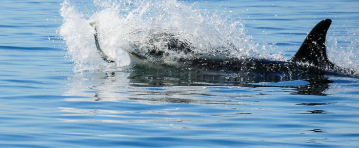 In like a Lion; out like a Lamb. March ends with whales of J pod in Haro Starit