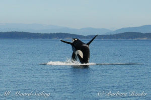 J34 orca whale has been breaching a lot this year.