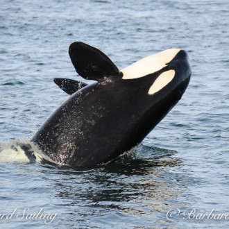 Sailing East Point to Patos with J17’s and J22’s families of Orca whales