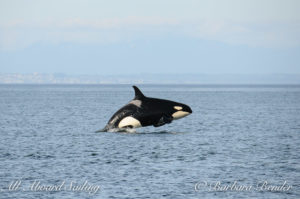 J22 breaching...certainly looks big - is she pregnant?