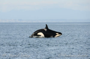 J22 breaching...certainly looks big - is she pregnant?