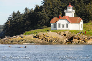 Sea lions passing Alden Point Lighthouse