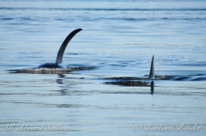 T18's Transient Orcas