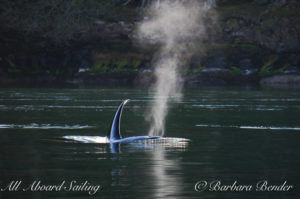Transient Orca San Juan Island