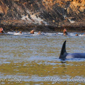 T49As Transient Orcas and Steller Sea Lions meet at Spieden Island