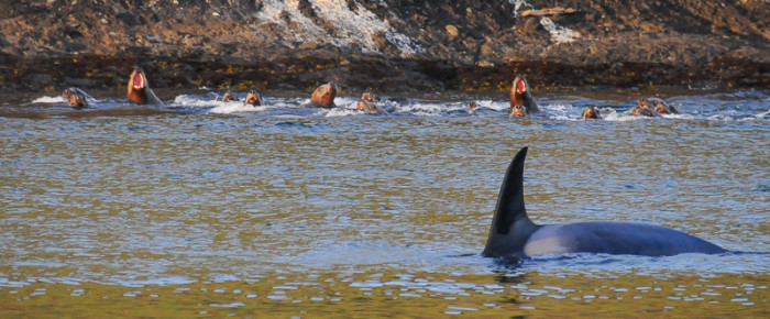 T49As Transient Orcas and Steller Sea Lions meet at Spieden Island