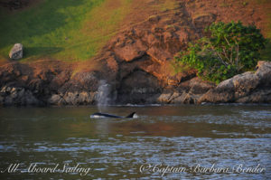 Transient Orca T49A