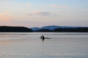 Orcas at Sunset