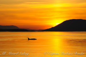 T49A3 with the setting sun, Whale watching sailing in the San Juan Islands