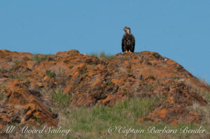 Bald Eagle on Coalville Island, South of Lopez Island