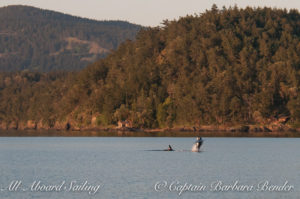 Orca breaching in Spring Pass, Orcas Island