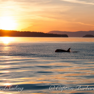 Sail around Lopez meeting with J pod at sunset