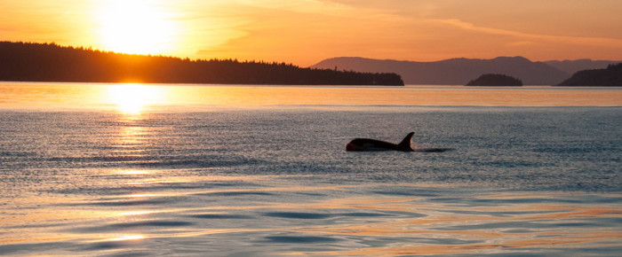 Sail around Lopez meeting with J pod at sunset