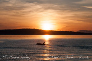 J47 "Notch". Sunset Whale watching sailing