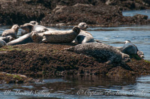 Harbor Seals
