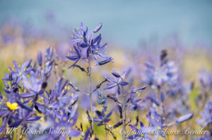 Camas – Camassia quamash