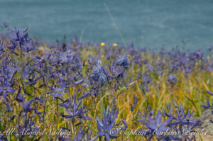 Camas – Camassia quamash