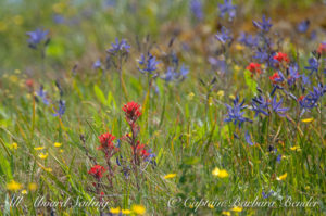 Indian Paint brush