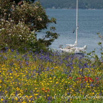 Yellow Island in full spring bloom