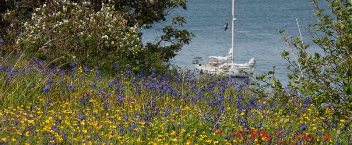 Yellow Island in full spring bloom