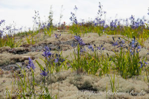 Blue Camas and Lichens, Yellow island
