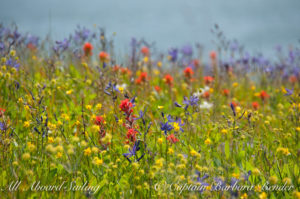 Wildflowers of Yellow Island