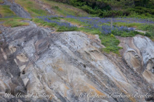 Sailing Passed Sucia Island wildflowers