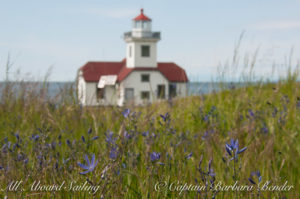 Blue Camas Wildflowers at Alden Point Lighthouse, Patos Island