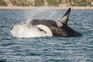DoubleStuf J-34 Southern Resident Killer Whale