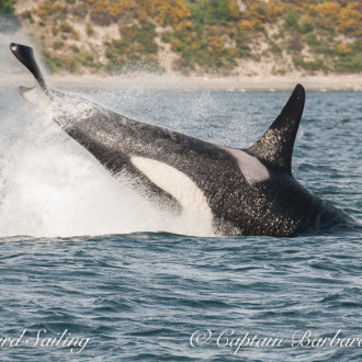 J pod from Sidney to Blunden