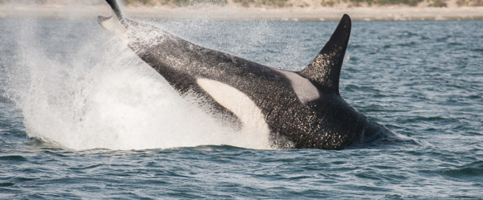 J pod from Sidney to Blunden