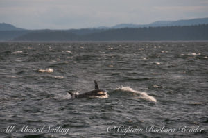 J16 Slick and calf J-50 Southern Resident Killer Whales