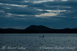 Mike J-26 Southern Resident Killer Whale