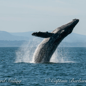 A Mother’s Day Gift – The biggest Mother in the Salish Sea breaches with new Humpback Whale Calf