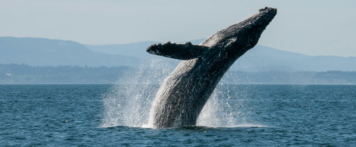 A Mother’s Day Gift – The biggest Mother in the Salish Sea breaches with new Humpback Whale Calf